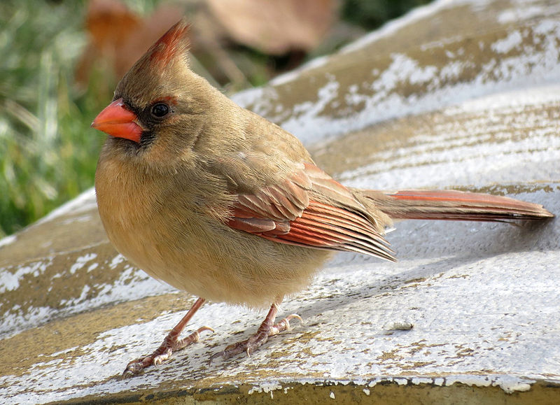 Bird of the Month The Northern Cardinal The Toast