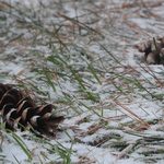 The Winter of My Discontent: On Seasonal Depression