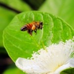 The Bees Offer a Mystical Journey of Self-Discovery