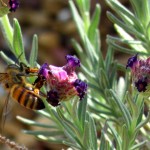 This Week in Bee Attacks