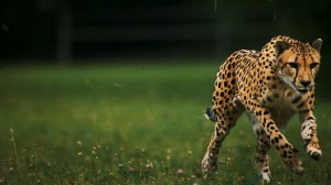 cheetah