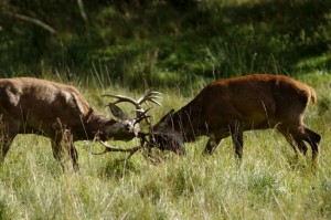 fight