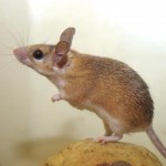 Scientists Casually Ruining Mice’s Brains