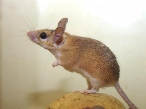 mouse