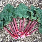 Words of Summer: Rhubarb