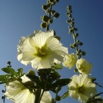 Interview with Ann Patty, Editor of <em>Flowers in the Attic</em> 