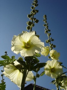 flowers attic