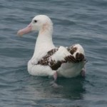 Bird of the Month: The Albatross