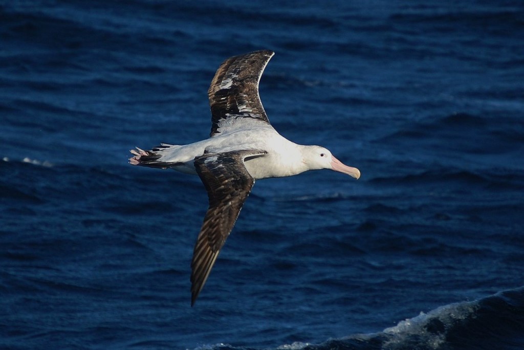 albatross1