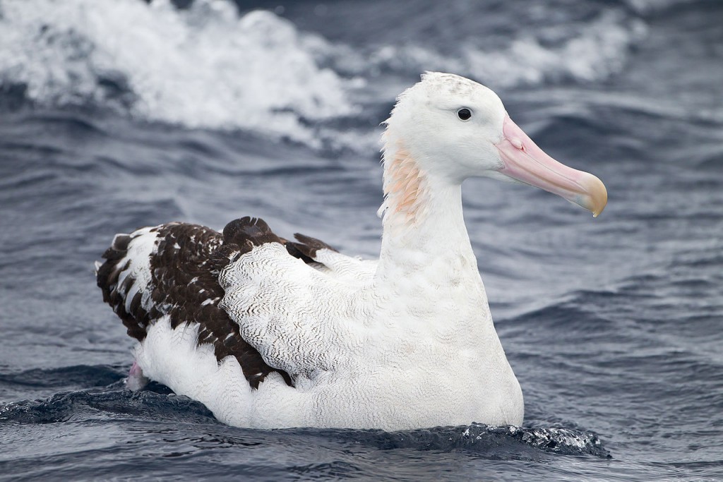 albatross2
