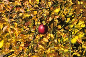apples
