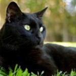 It’s Friday the Thirteenth: Tell Us Your Superstitions