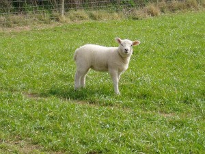 lamb