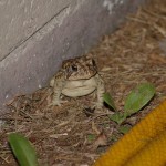 Is It Wrong For a Toad To Eat a Bat? An Ethical Investigation