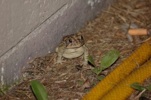 toad