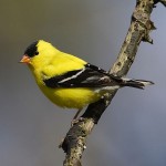Bird of the Month: Goldfinch