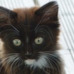 A Slideshow Of Different Animals Who Are Not Friends And Have Never Met