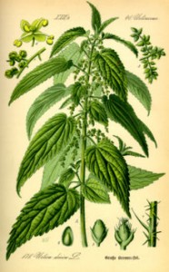 220px-Illustration_Urtica_dioica0