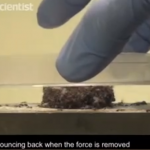 The Amazonian Fire Ant Witch-Balls That Cannot Die