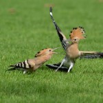 Bird Of The Month: Hoopoe