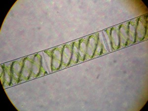 800px-Spirogyra