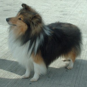 Shetland_Sheepdog_600