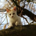 Predicting Human Behavior With 100% Accuracy: Misgender a Cat