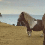 The Final New Year’s Resolutions of Nacho the Miniature Horse