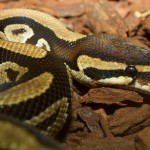 How Many Snake Corpses Is Too Many Snake Corpses? 