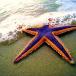 Sweet God, Starfish Have Eyes