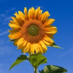 The Eleven Worst Plants