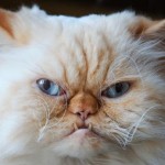 Cat Bites: A Case Study in Stockholm Syndrome