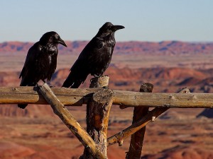 798px-Corvus_corax_arizona