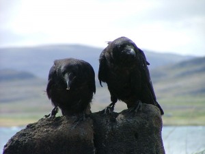 800px-Corvus_corax_jouveniles