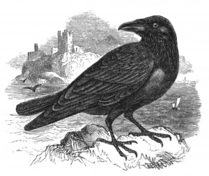Natural_History,_Birds_-_Raven