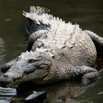 “Like human children, young crocodiles are more likely to climb trees”