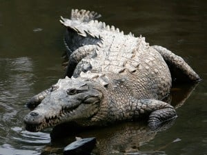 croc