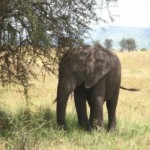 Advanced Elephant Societies Use Physical Affection To Isolate, Distress One Another