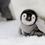 The Random Penguins: Three Cartoons