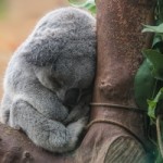 Falling Asleep Actually Impossible, Scientists Determine
