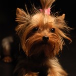 Surprise: Our Vampires Are So Different That They’re Actually Yorkshire Terriers
