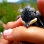 Gal Science: Stalking Zombie Tree Swallows at Dawn