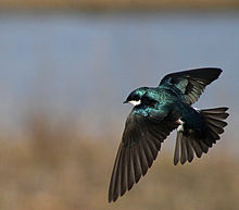 220px-Tachycineta_bicolor_-Central_New_York,_USA_-flying-8