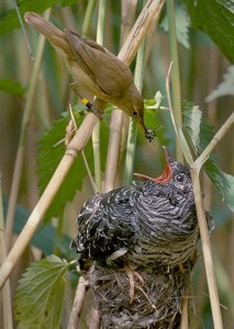 426px-Reed_warbler_cuckoo