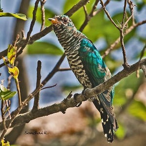 600px-Male_Asian_Emerald_Cuckoo_(Chrysococcyx_maculatus)_on_branch