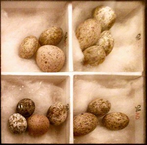 608px-Cuckoo_Eggs_Mimicking_Reed_Warbler_Eggs