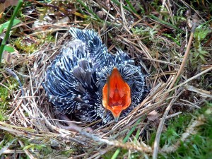 800px-Cuculus_canorus_chick1