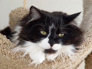 800px-Tuxedo_longhair_cat_-_Spanky