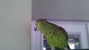 Bruce Apres Bath
