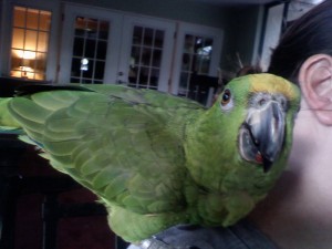 Bruce Shoulder